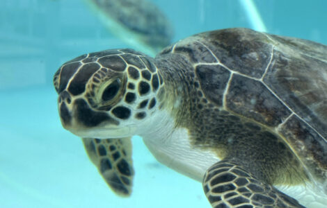 Cold-stunned green sea turtles are recovering at a Florida marine life center